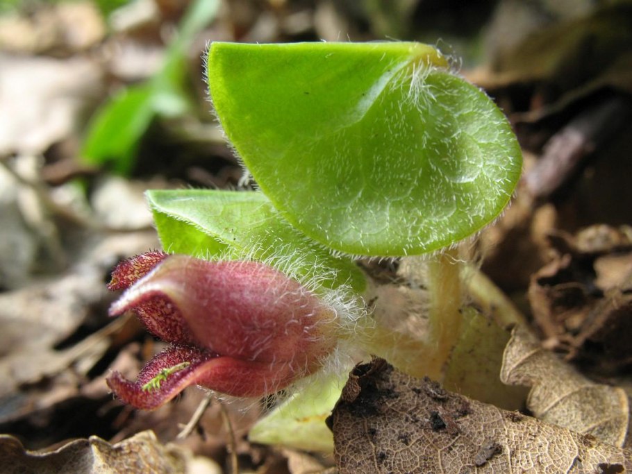 Копытень Европейский цветет