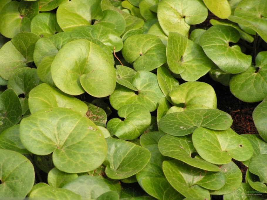 Копытень Asarum europaeum