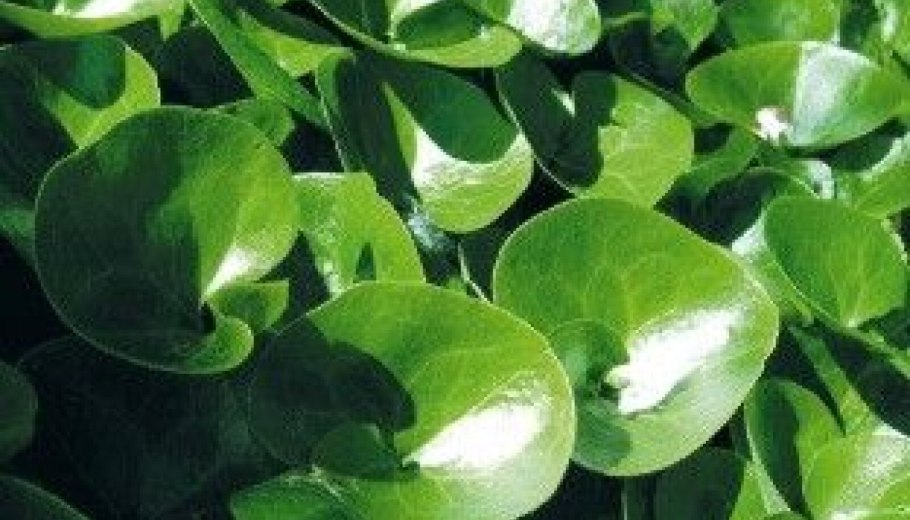 Копытень европейский asarum europaeum