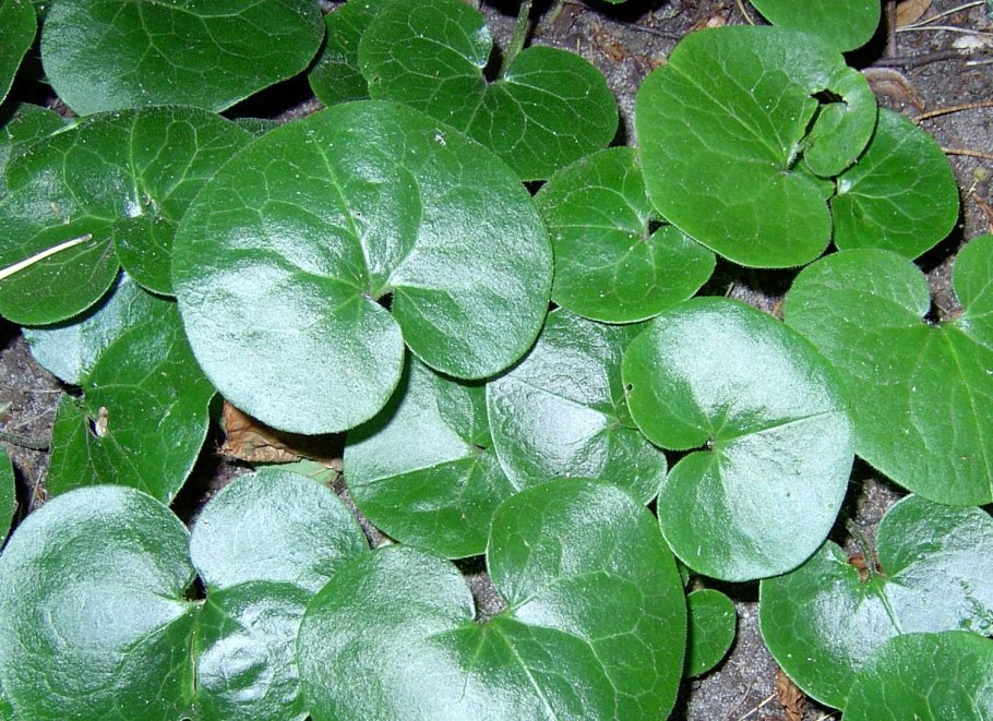 Копытник Европейский