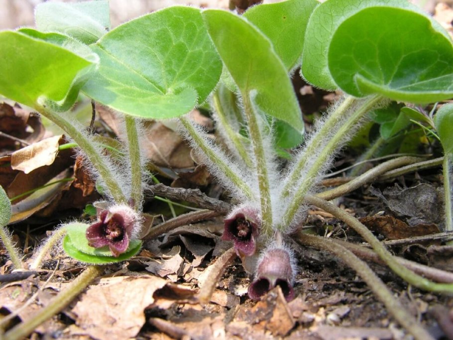 Копытень Европейский