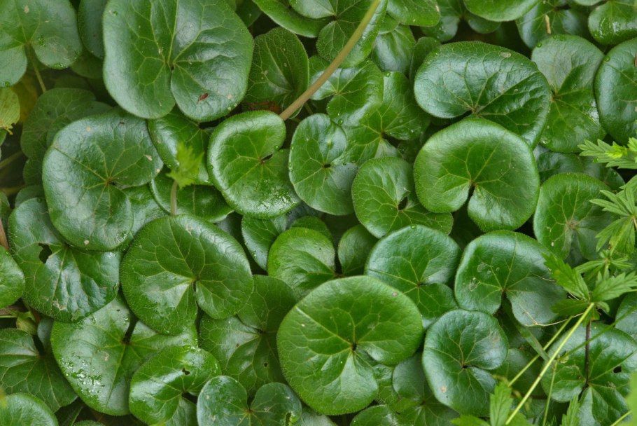 Копытень Европейский Asarum europaeum