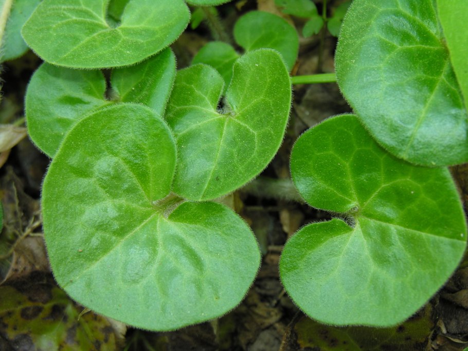 Азарум (копытень)