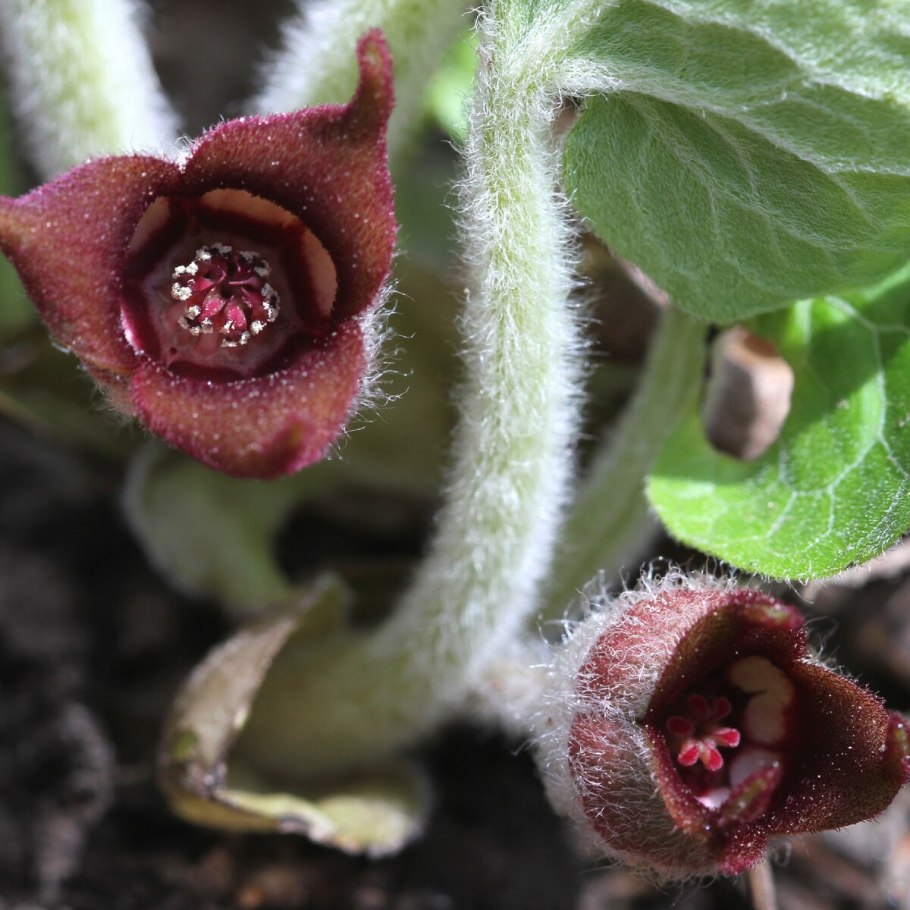 Копытень канадский Asarum canadense