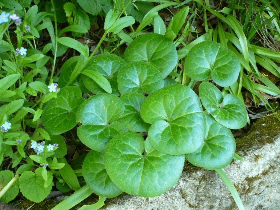 Копытень обыкновенный