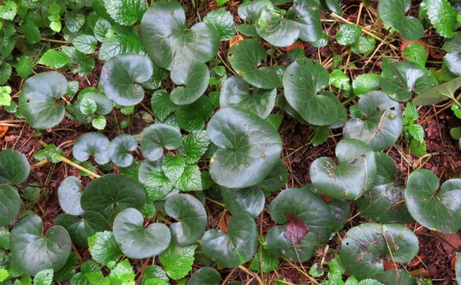 Копытень канадский Asarum canadense