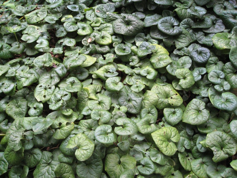 Копытень хвостатый (Asarum caudatum