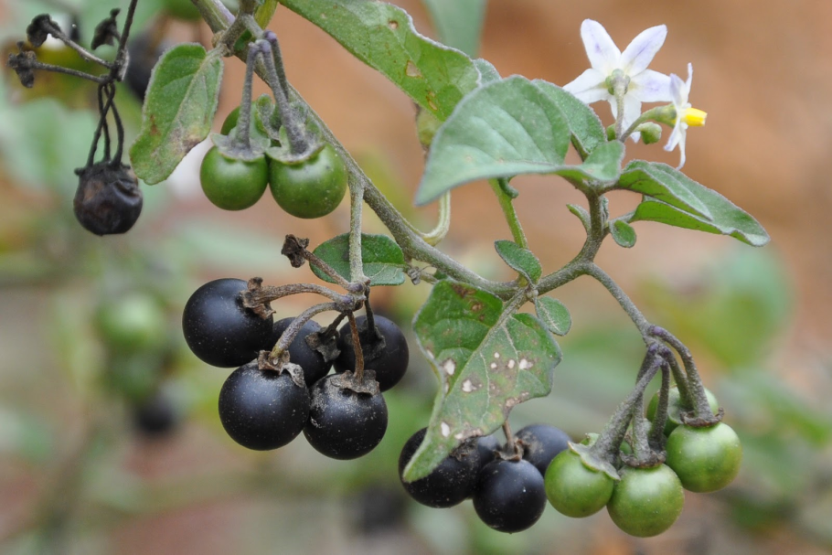 Паслен Solanum lasiocarpum