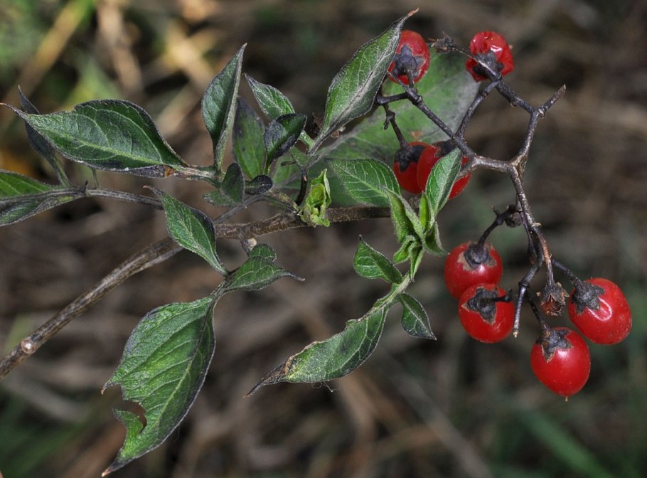 Форма листа паслена черного