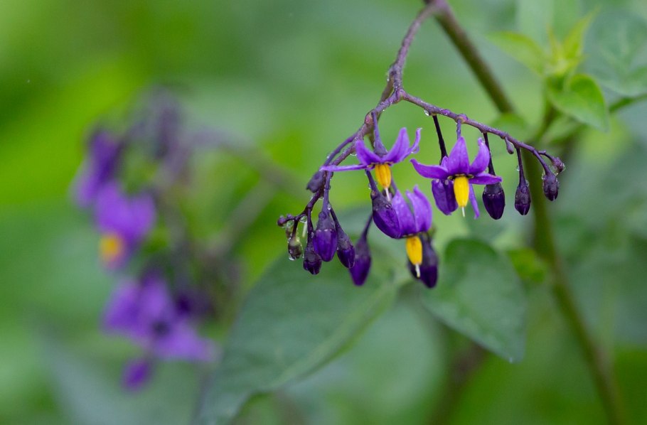Паслен черный на белом фоне фото