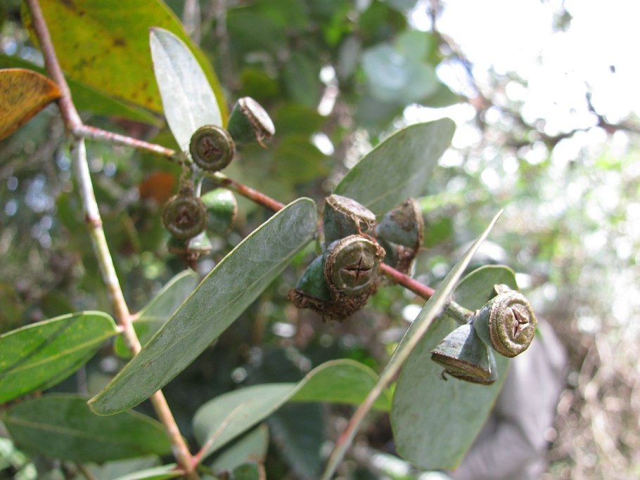 Эвкалипт йога