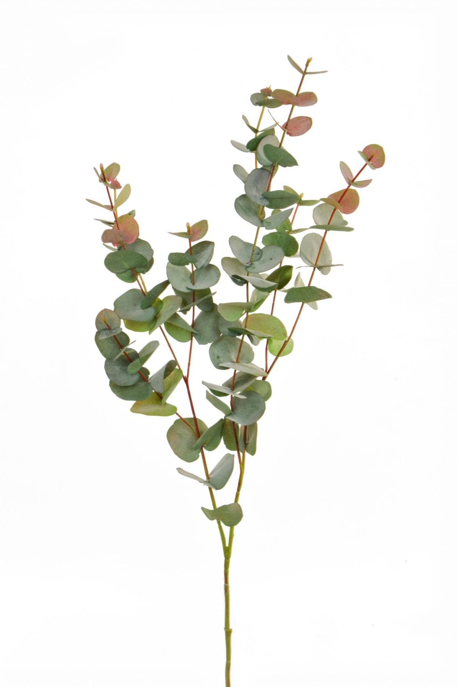 Эвкалипт dalrympleana