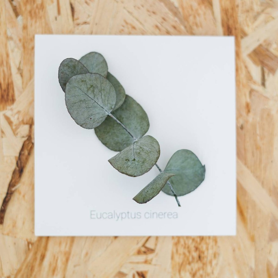 Эвкалипт камальдульский