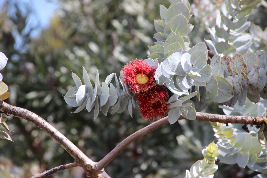 Эвкалипт иволистный
