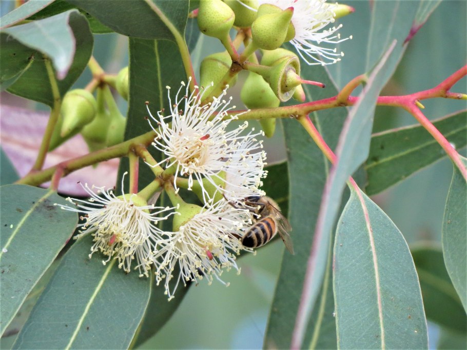 Эвкалипт иволистный