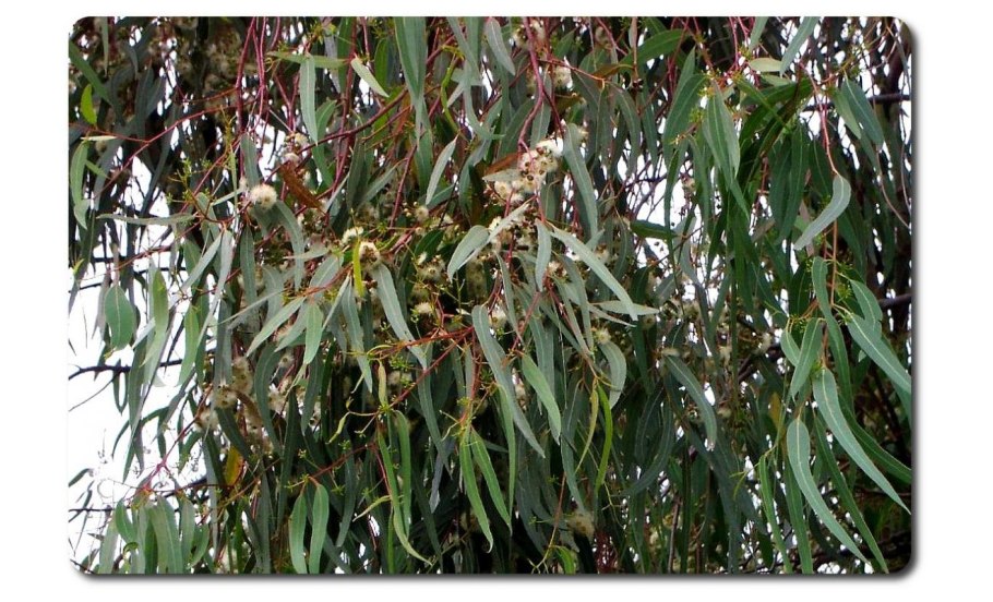 Эвкалипт Пендула