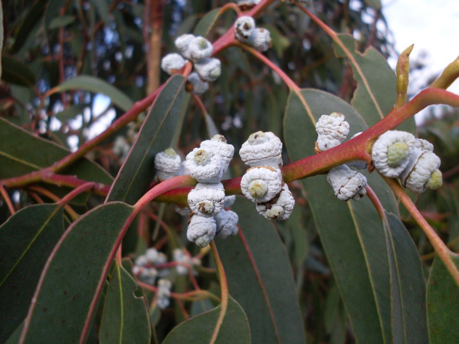 Eucalyptus diversifolia