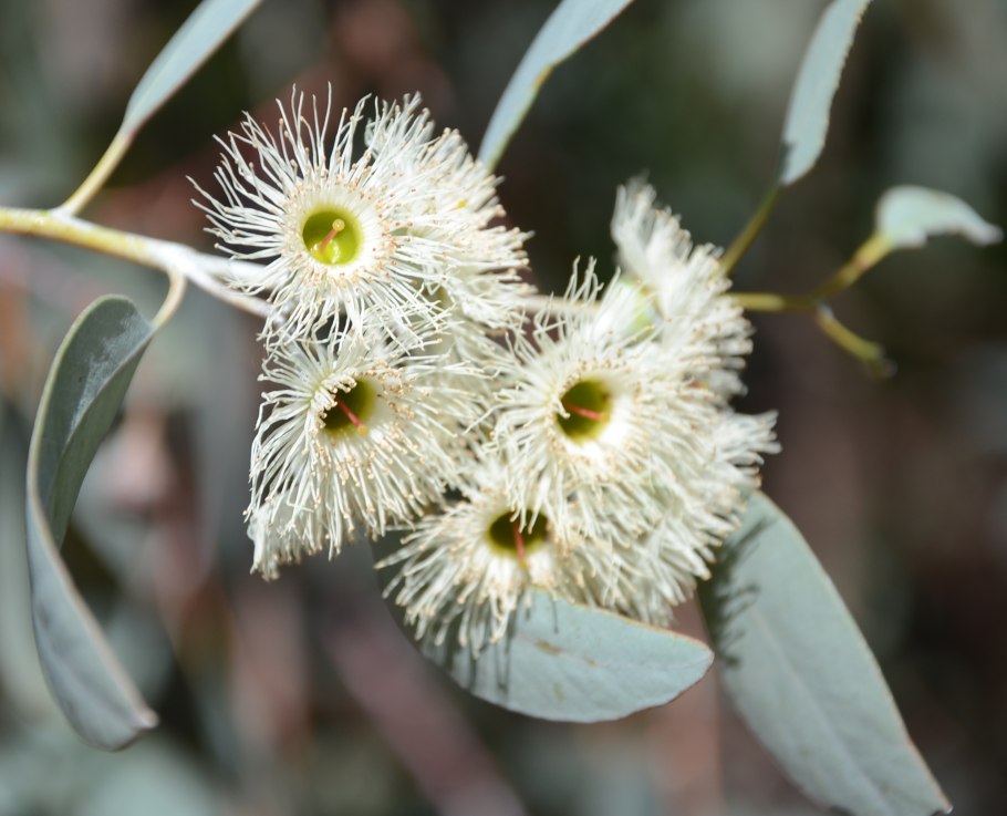Эвкалипт Picasso