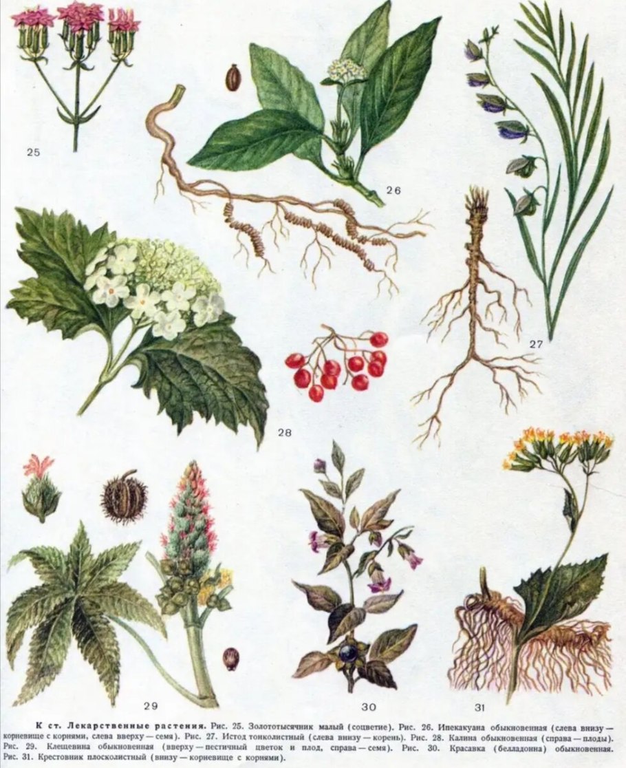 Травник лекарственные растения