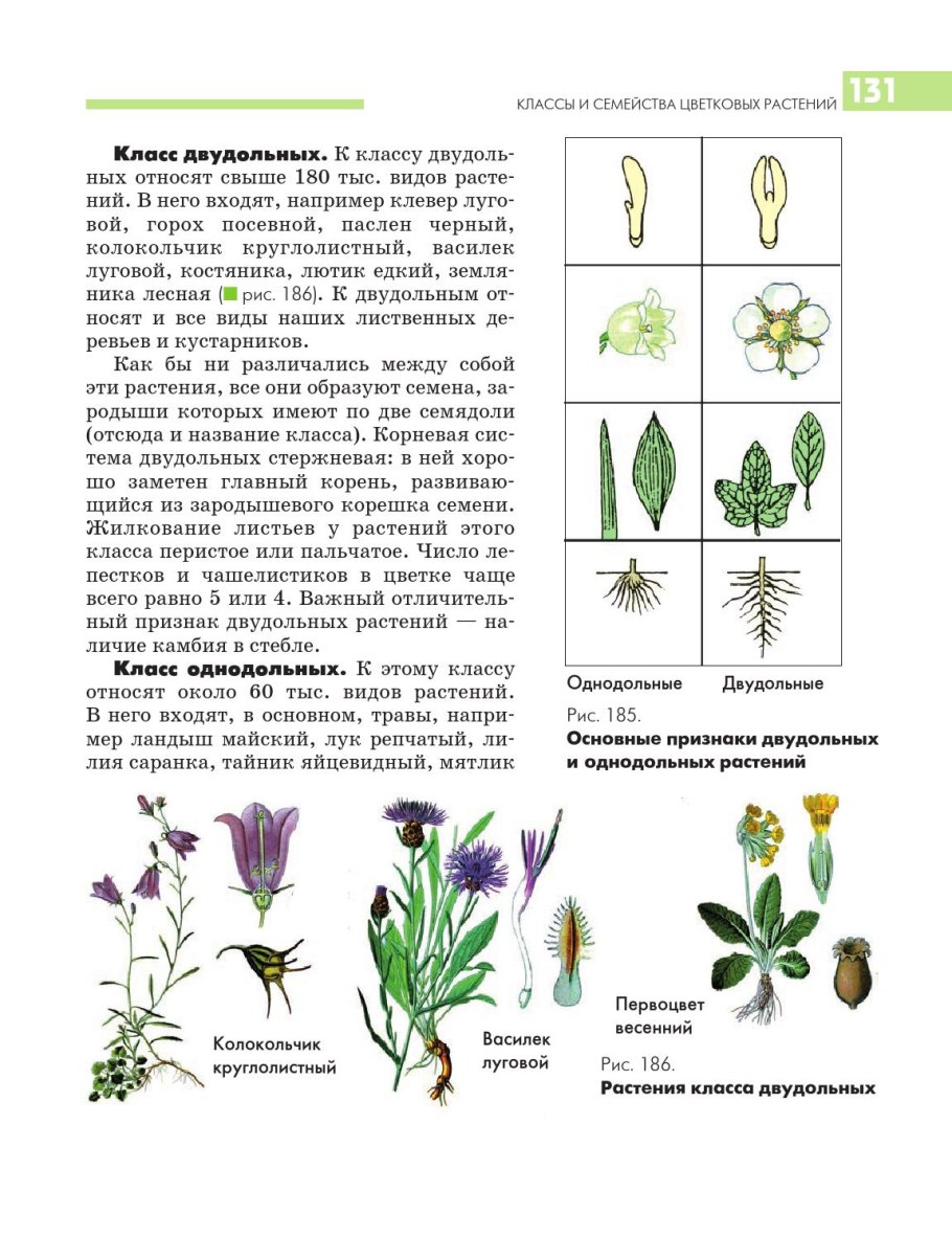 Семейства классов однодольных и двудольных растений