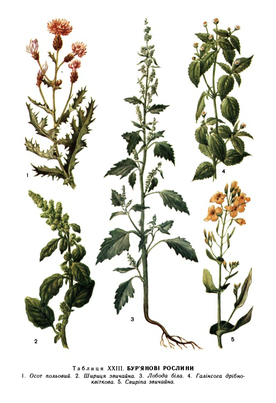 Трава сорная трава