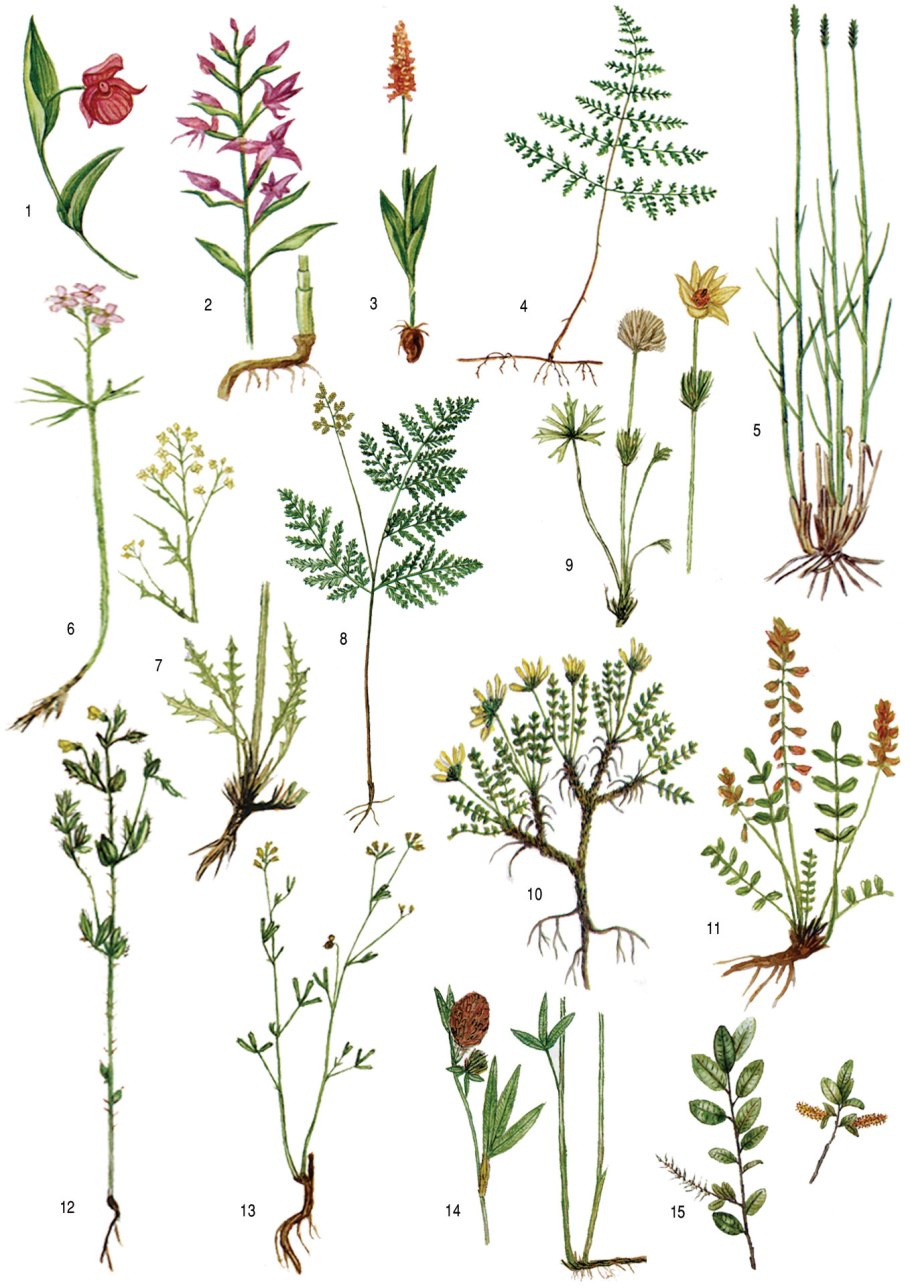 Видовые растения