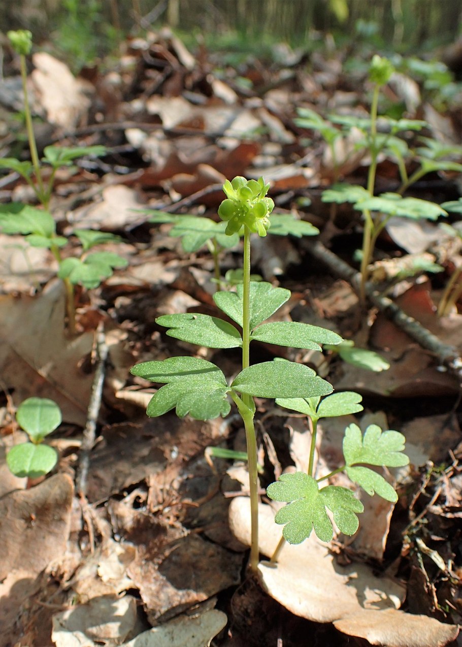 Кустарники семейства Адоксовые