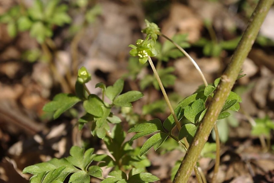 Адокса мускусная гербарий