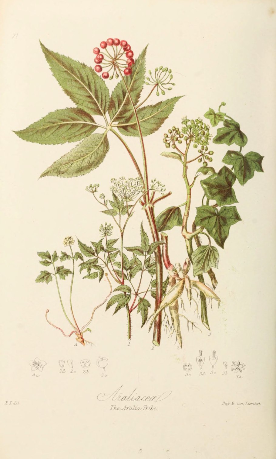 Адокса соцветие