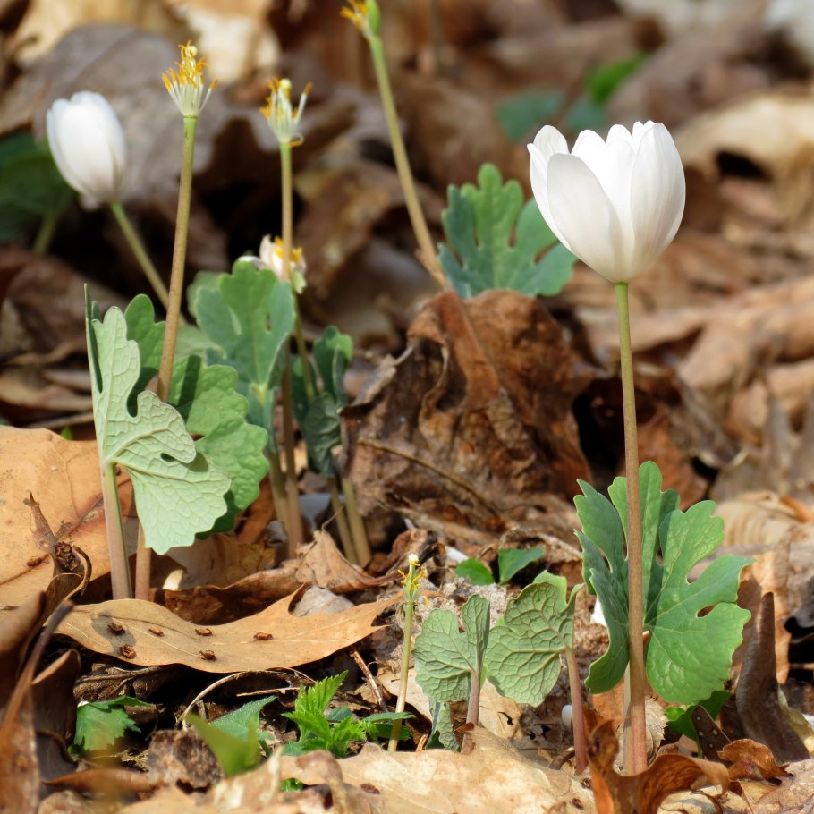 Адокса мускусная рисунок