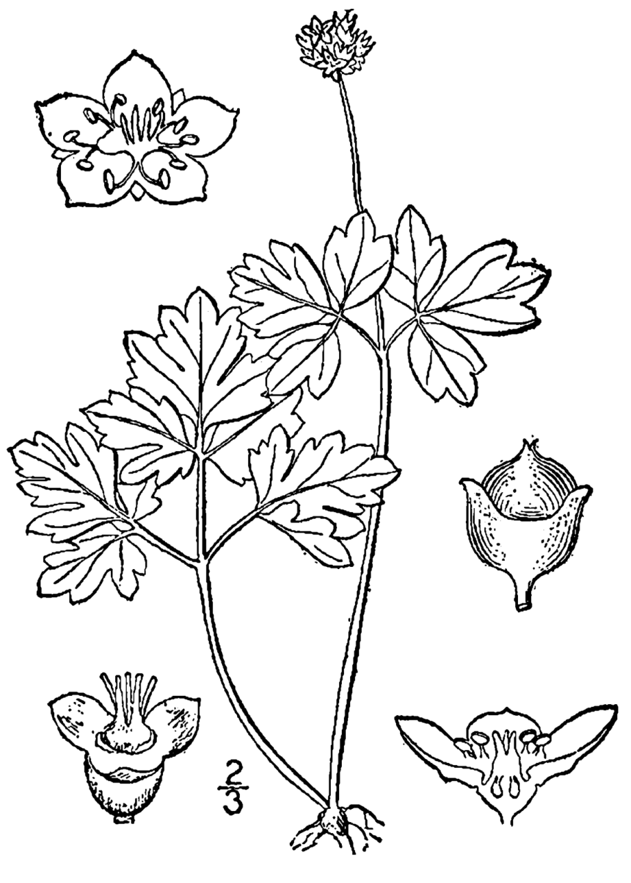 Адокса мускусная рисунок