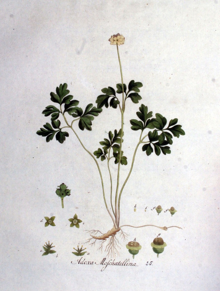 Адокса невзрачная