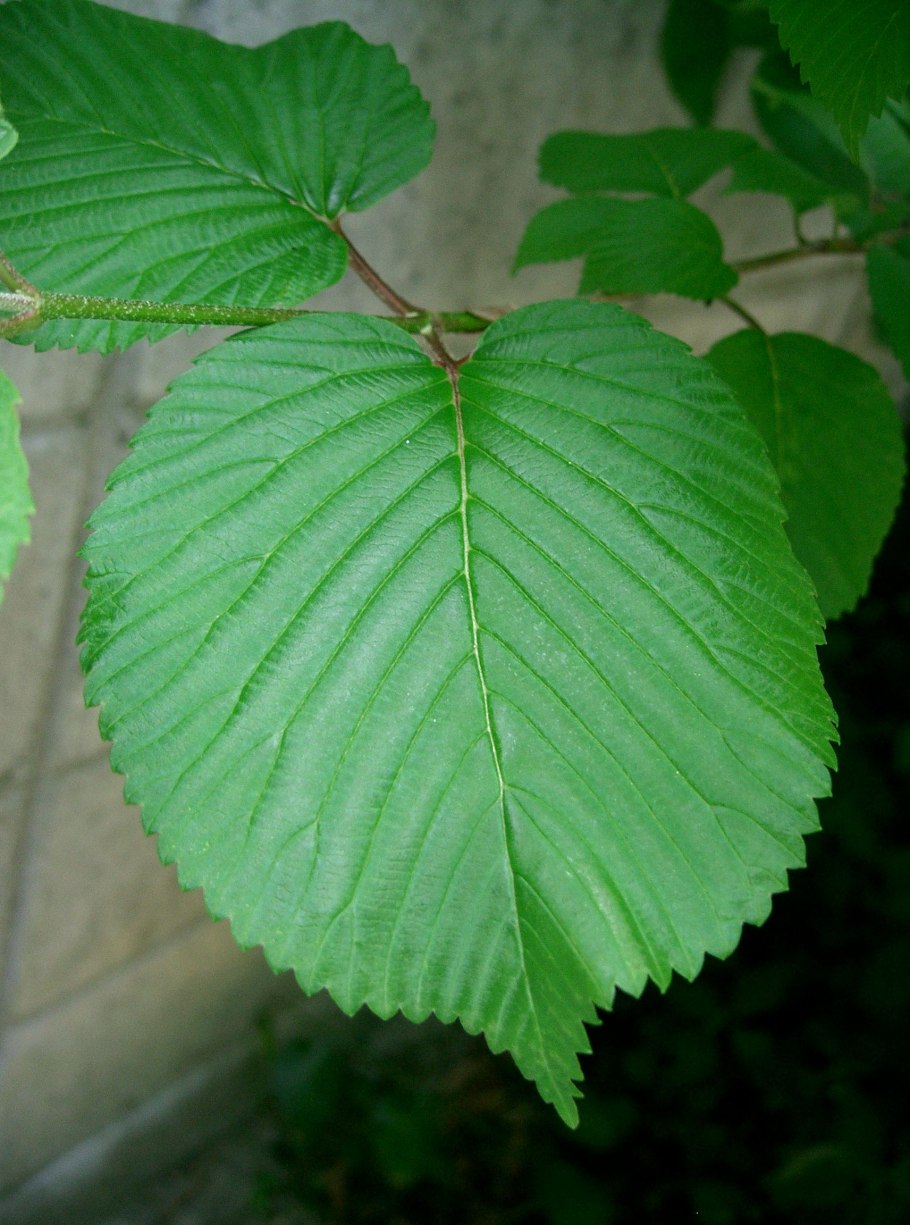 Де-нол 120 мг