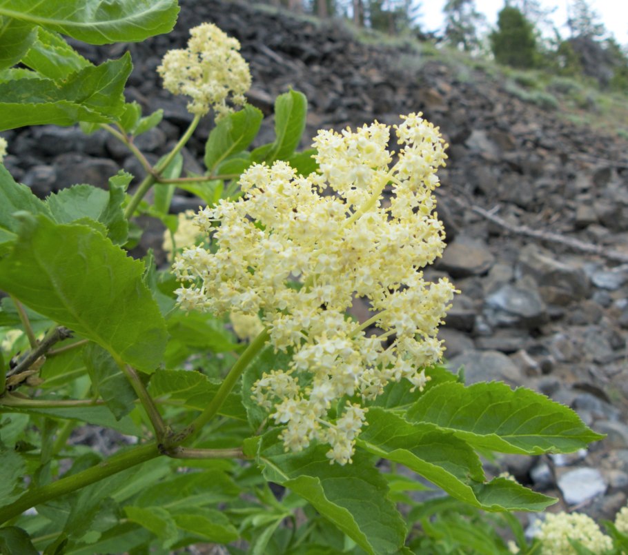 Viburnum nudum