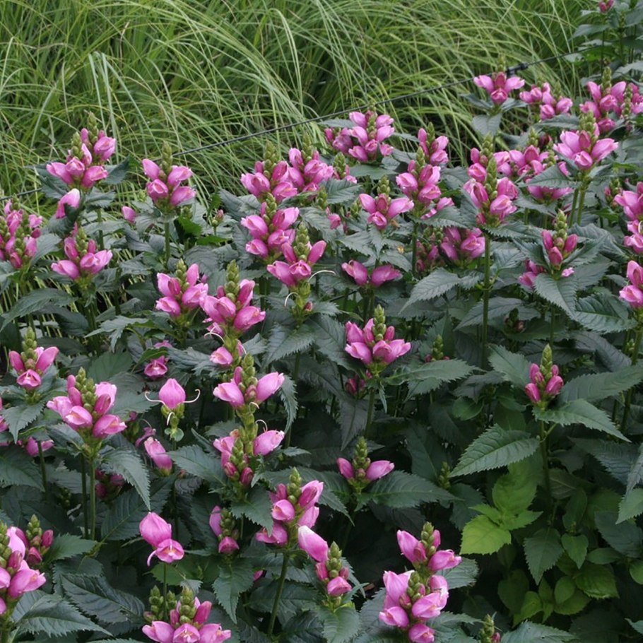 Хелоне Chelone
