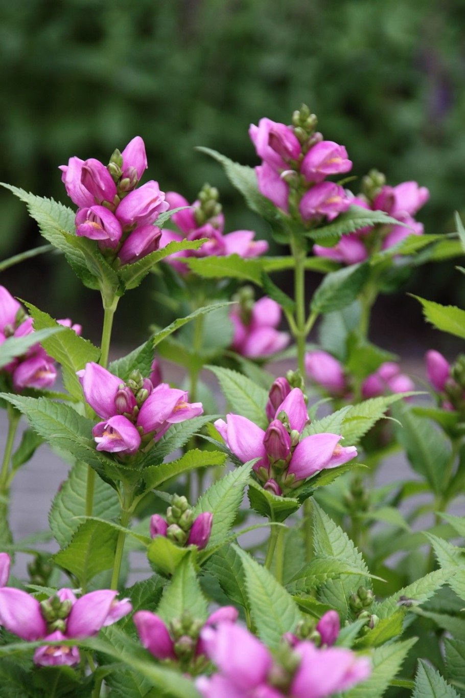 Chelone lyonii