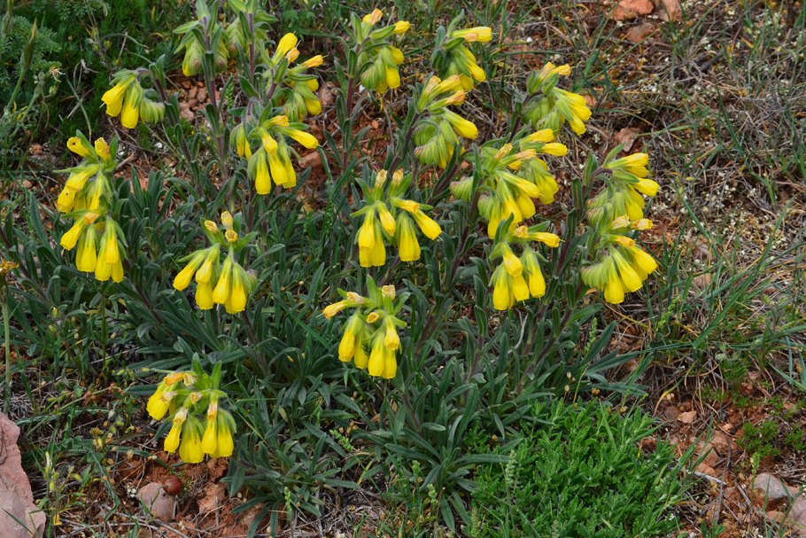 Оносма щетинистая