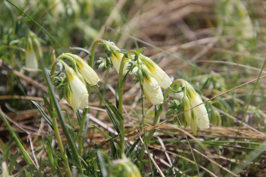 Оносма Донская фото