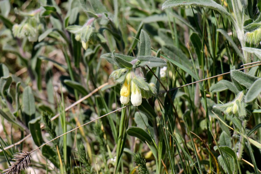 Цветок оносма Крымская