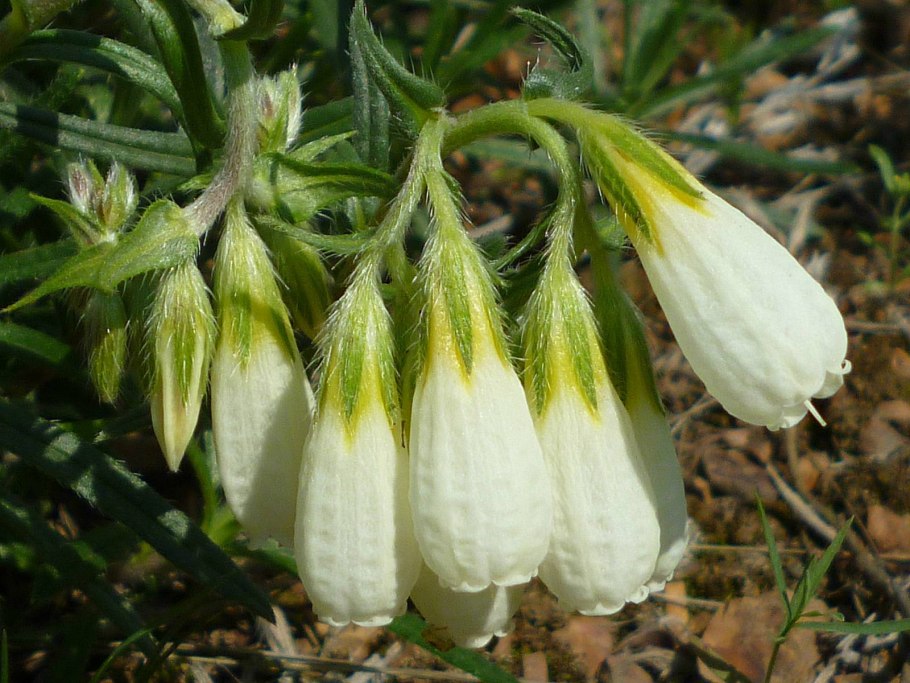 Оносма прицветниковая