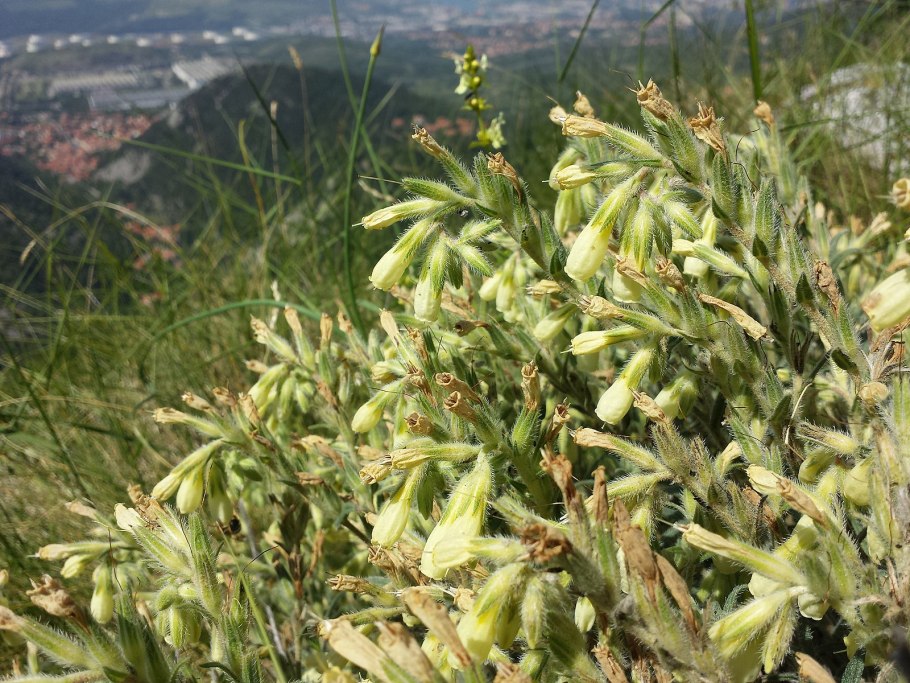 Оносма прицветниковая