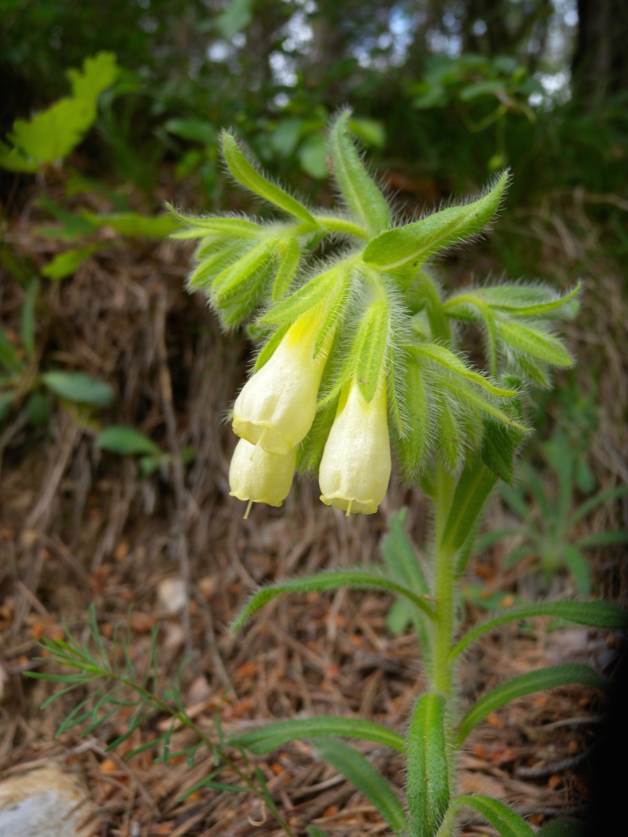 Onosma echioides