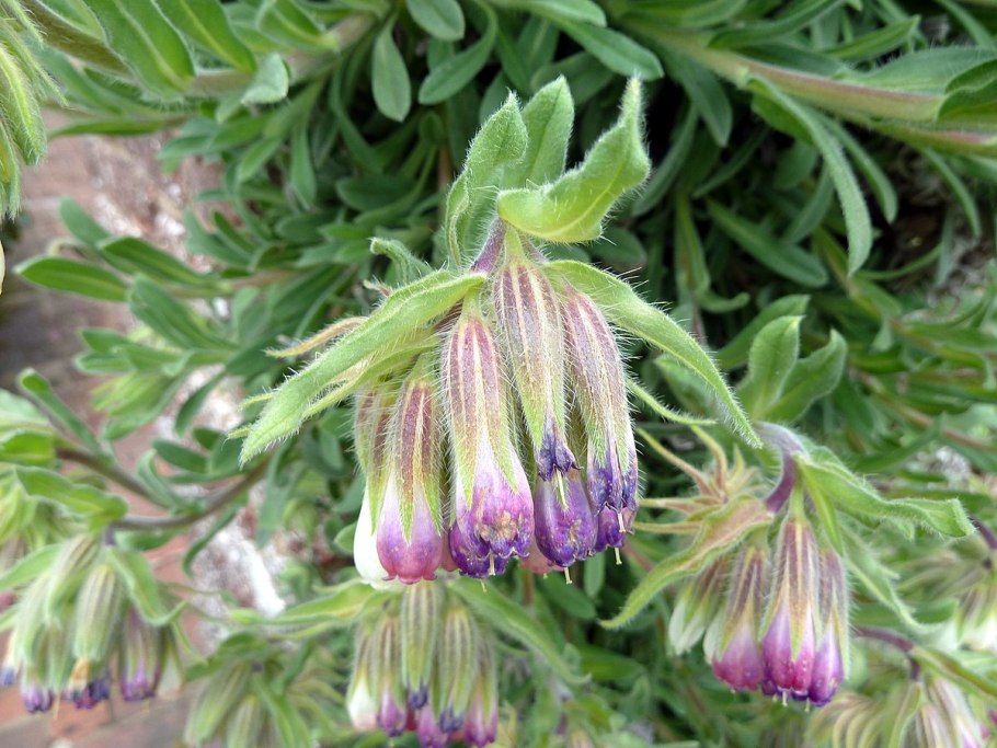 Оносма прицветниковая