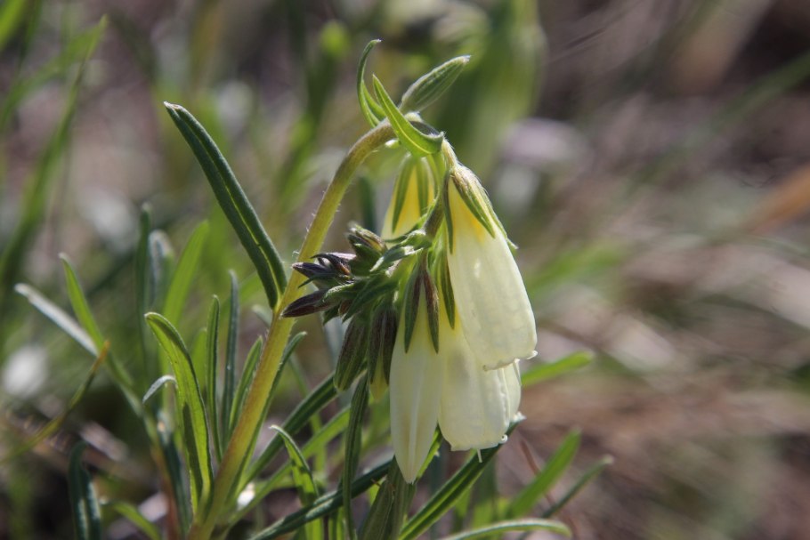 Onosma simplicissima