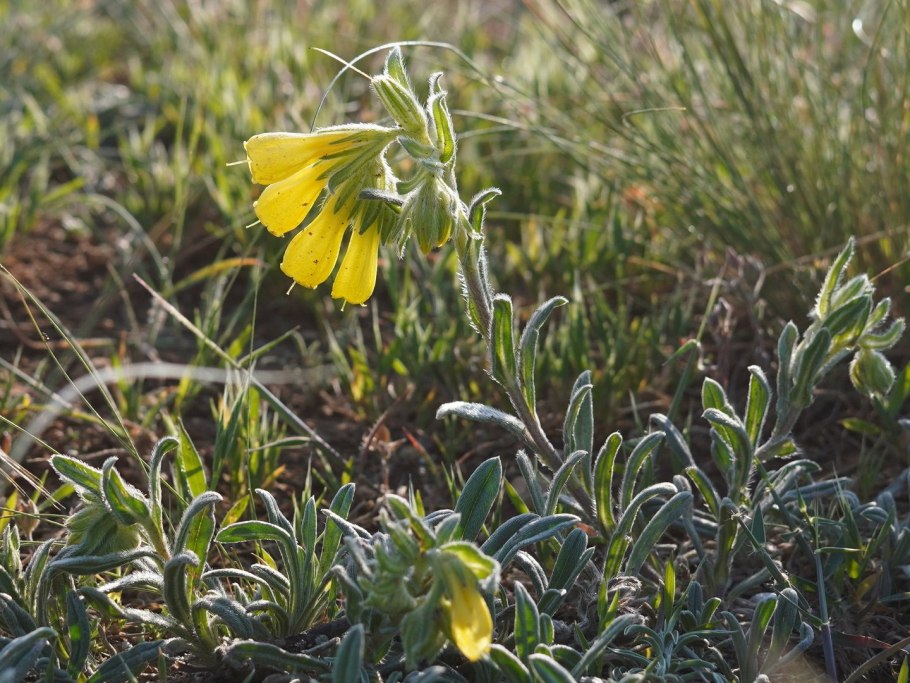 Оносма Крымская