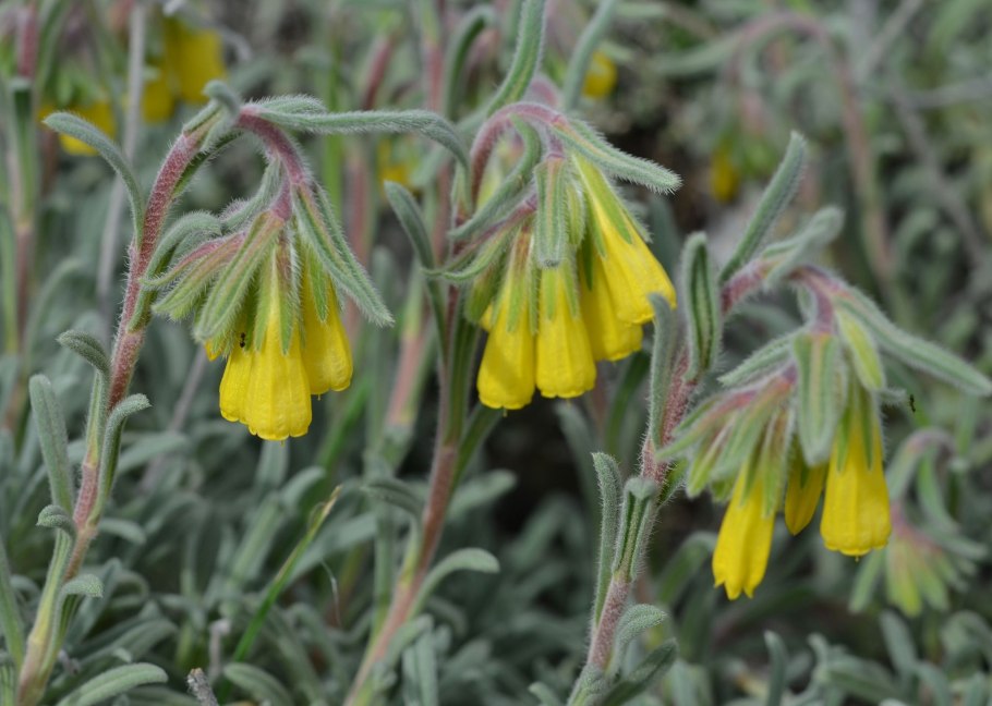 Оносма Песчаная