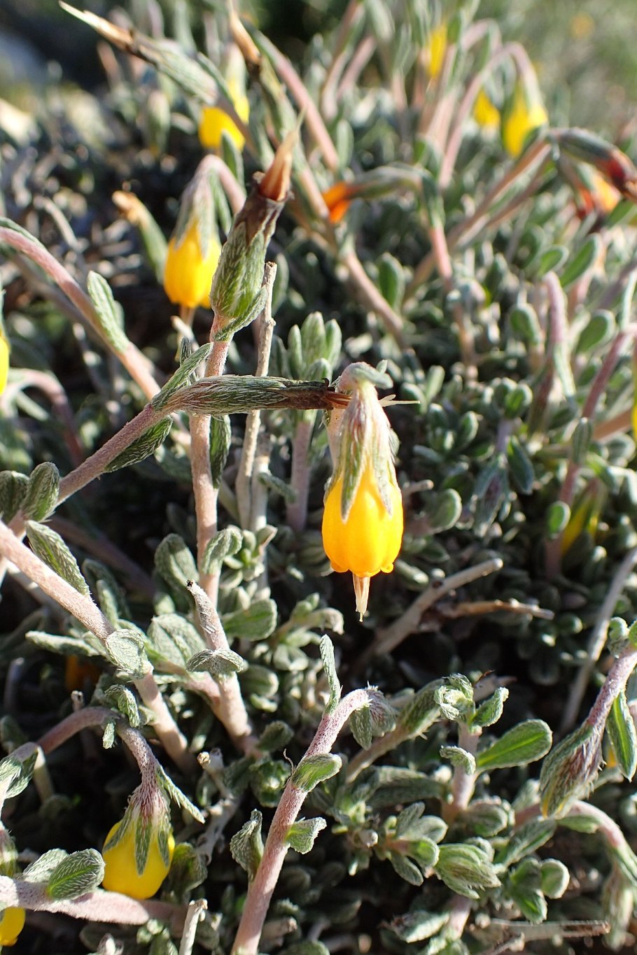 Оносма Турнианская