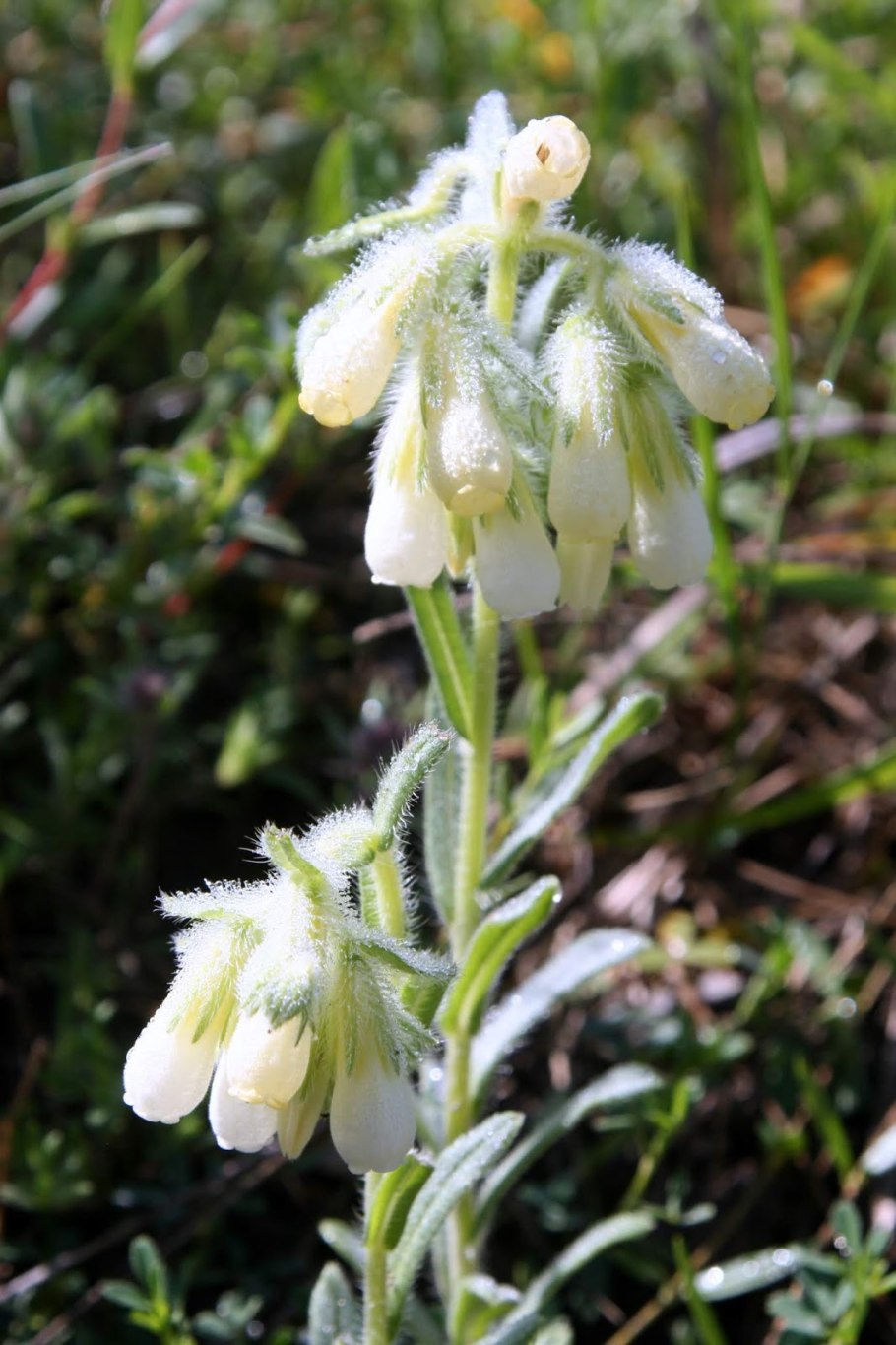 Оносма синяковидная