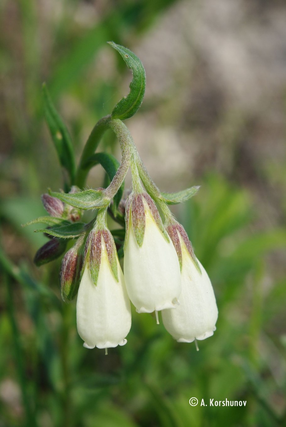 Onosma echioides