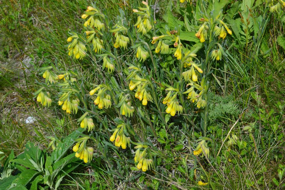 Оносма многолистная Onosma polyphylla